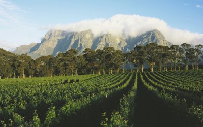 Conheça as Vinícolas da Cidade do Cabo