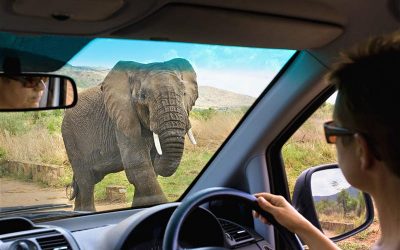 Você está pronto para um safari self-drive na África?