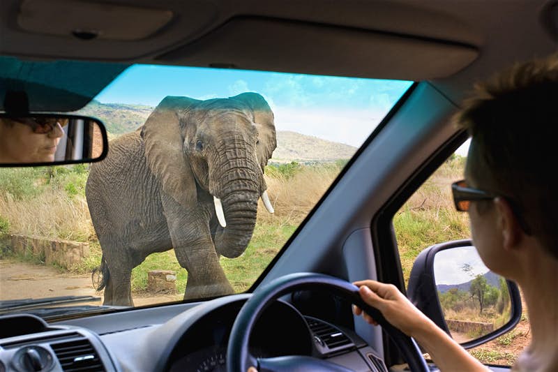 Você está pronto para um safari self-drive na África?